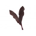 Cordyline Leaves - Huricane Ti